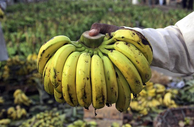  FAO: el manual per a l'ocupaciÃ³ bananer a Equador pot adaptar a altres paÃ¯sos