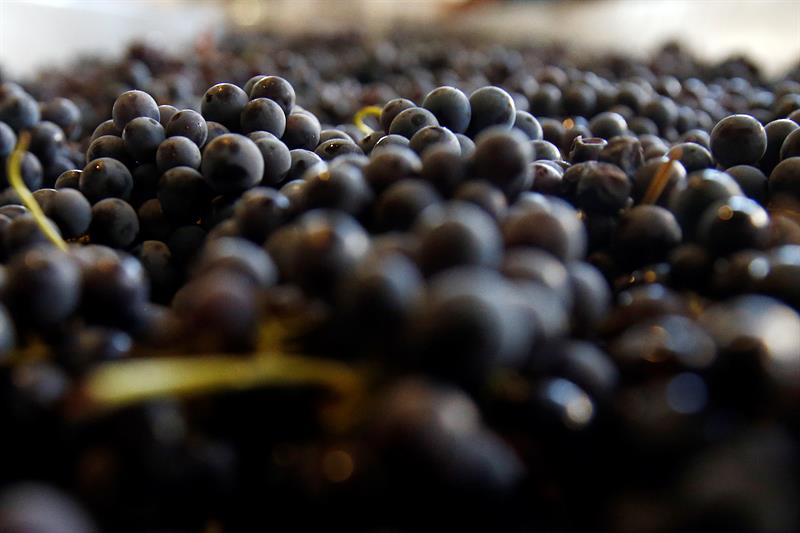  Xile passeja per Europa el poder vitivinÃ­cola dels seus ceps patrimonials