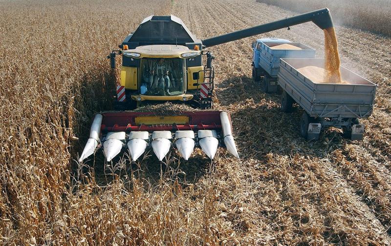  Els subministraments d'Argentina i Brasil redueixen els preus del blat de moro a la regiÃ³, segons la FAO